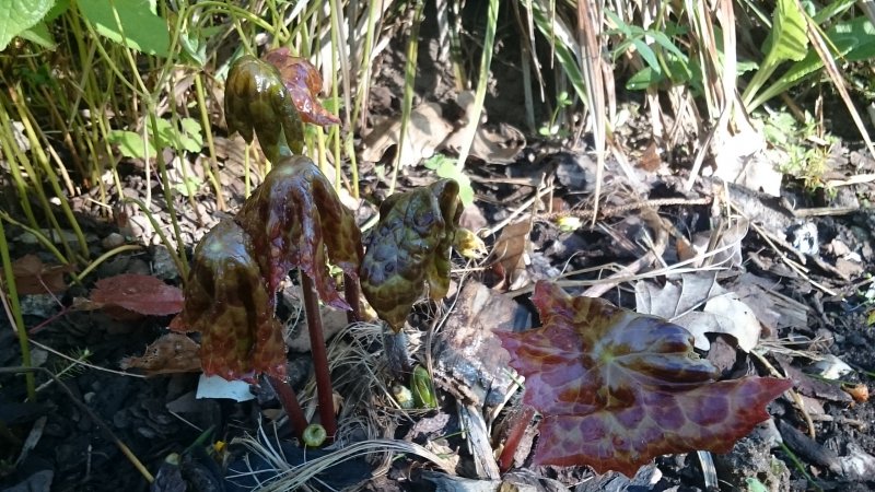 Podophyllum 'Spotty Dotty' Mayapple